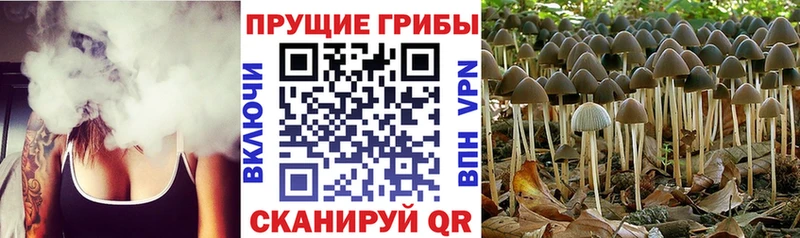 наркота  Лодейное Поле  kraken как войти  Псилоцибиновые грибы Cubensis 